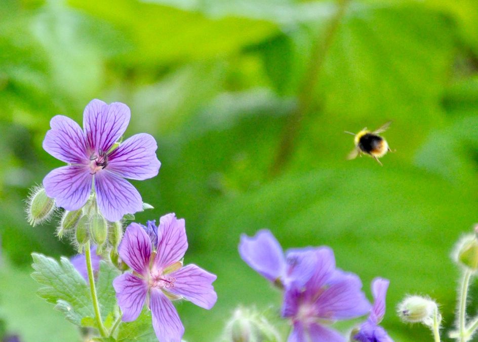 Das Leben der Bienen (und Hummeln) ist für alle wichtig